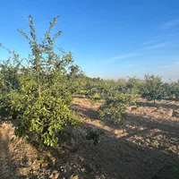 باغ مرکبات ۵ هزار و ۵۰۰ متری / ۲۵۰ متری کمربندی|فروش دفتر صنعتی، کشاورزی، تجاری|کیاکلا, |دیوار