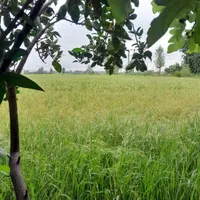 اجاره ویلا،سوئیت روزانه