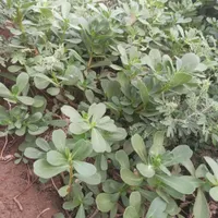 ترشی خرفه کاملا ارگانیک