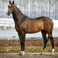 راهنمای خرید و فروش اسب