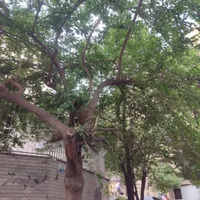 ۸۵ متر دو خوابه جهاد اکبر