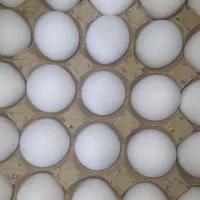 پخش تخم مرغ آرمان|خوردنی و آشامیدنی|مشهد, سرافرازان|دیوار