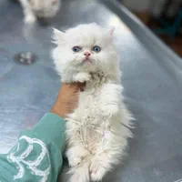 مجموعه گربه های مهربون ( بریتیش پرشین اسکاتیش)|گربه|اهواز, کیانپارس |دیوار