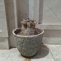 گلدان بزرگ|صنایع دستی و سایر لوازم تزئینی|مشهد, ملک‌آباد|دیوار