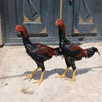 لاری ترکیه