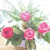 گل رز روبانی|صنایع دستی و سایر لوازم تزئینی|میناب, |دیوار