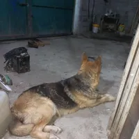 دوعدد سگ ژرمن گم شده..