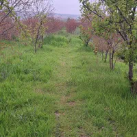 زمین باغی روستای نصرآبادبه متراژ ۱۳۵۶مترمربع|فروش دفتر صنعتی، کشاورزی، تجاری|گرگان, |دیوار