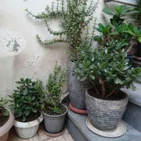 گل پروانه ای زیبا|گل و گیاه طبیعی|رشت, جانبازان|دیوار