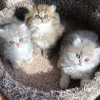 بچه گربه های خانگی لوس و بغلی