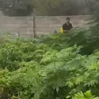 فروش زمین 100 متری داخل بافت شمال محمودآباد|فروش زمین و ملک کلنگی|تهران, بازار|دیوار