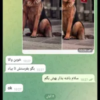 سگ ژرمن