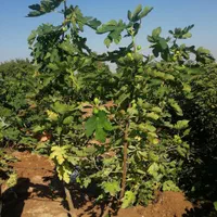انواع نهال گرمسیری  مثمر وغیر مثمر|خدمات باغبانی و درختکاری|اهواز, زرگان|دیوار