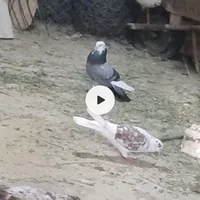 کبوتر