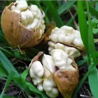 نهال گردو گلدانی خوشه ای کاشت در این فصل پر بار|خدمات باغبانی و درختکاری|شهرکرد, |دیوار