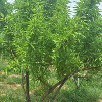 فروش باغ ۹۰۰ متری شهرکرد منطقه آزاد پل زمانخان|فروش زمین و ملک کلنگی|اصفهان, آزادگان|دیوار