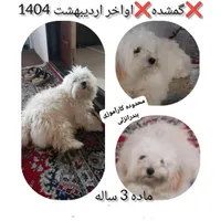 سگ ماده گمشده