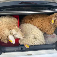 گوسفند زنده از وزن ۲۵ کیلو تا ۹۰ کیلو با قصاب