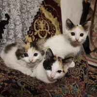 واگذاری گربه رایگان|گربه|آمل, |دیوار