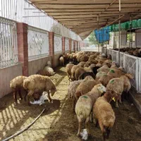 فروش تلفنی دام گوسفند پرواری زنده ارسال درب منزل|حیوانات مزرعه|کرج, شهرک ظفر|دیوار