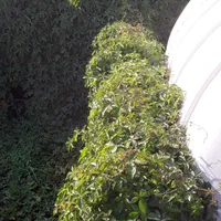 نهالستان گلخانه باغبانی آبیاری نهال چمن طبیعی|خدمات باغبانی و درختکاری|اهواز, گلستان|دیوار