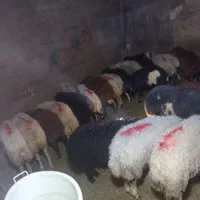 خرید بصورت حضوری و آنلاین (تلفنی) گوسفند زنده ..