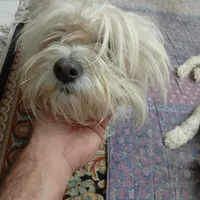 واگذاری ۳ عدد سگ خانگی