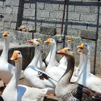 قوغاز و غاز دو رگ جوان|حیوانات مزرعه|رشت, حومه رشت|دیوار