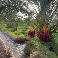 کارگر اقا و خانم برای خرما در شهرستان بم نرماشیر
