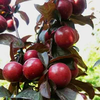 نهال چنار صنوبر و انواع میوه|خدمات باغبانی و درختکاری|خلخال, |دیوار