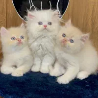 بچه گربه های اصیل نژاد دار گوگولی|گربه|کرج, دولت‌آباد|دیوار