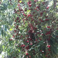 باغ زمین کشاورزی 460متری پل زمانخان|فروش دفتر صنعتی، کشاورزی، تجاری|شهرکرد, |دیوار