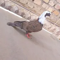 مج.سمه کب.و.ت.ر ماکت و تندیس قیمت 200