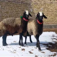 گوسفند زنده مناسب قربانی تمام نقاط تهران باقصاب|حیوانات مزرعه|تهران, نارمک|دیوار