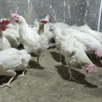 خروس و مرغ سیاه مشکی سفید محلی برای خون و قربانی|حیوانات مزرعه|مشهد, صیاد شیرازی|دیوار