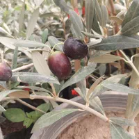 نهال درخت زیتون اصلاح شده|گل و گیاه طبیعی|اصفهان, گلستان|دیوار