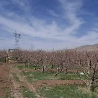 فروش زمین اقساط تا ۱۰ ماه یا معاضه ملک و خودرو|فروش زمین و ملک کلنگی|تهران, حکیمیه|دیوار