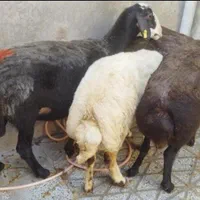 شیشک‌چاق‌و‌انواع‌گوسفند‌....