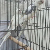 نر دو کت ماده آلبینو|پرنده|رشت, رودبارتان|دیوار