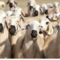 بره و میش قربانی