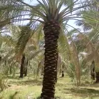 پخش کننده درخت نخل درسراسرکشور|خدمات باغبانی و درختکاری|چالوس, |دیوار