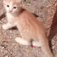 گربه 2 ماهه