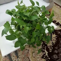گل پتوس|گل و گیاه طبیعی|گلبهار, |دیوار