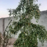 فروش زمین ۶۰۰ متری واقع در حصار مهتر شرایط اقساط|فروش زمین و ملک کلنگی|رباط‌کریم, رباط‌کریم|دیوار