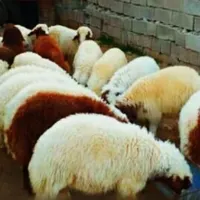 فروش گوسفند زنده ذبح بره نذری عقیقه با قصاب سیار
