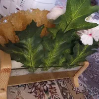 باکس گل،باکس شاخه نبات عروس،داماد،بله برون،عقدی|گل و گیاه طبیعی|مشهد, انقلاب|دیوار