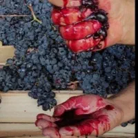 انگور شانی دیم سردشت سیاه انگور کشمش افتابی مویز|خوردنی و آشامیدنی|تهران, خانی آباد نو جنوبی|دیوار