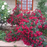 فروش ۱ هکتار باغ و گلخانه صنعتی با ۶ دانگ چاه عمیق|فروش دفتر صنعتی، کشاورزی، تجاری|ابهر, |دیوار
