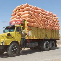 خوراک دام کاه گندم و یونجه