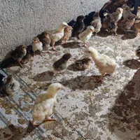 فروش جوجه.بوقلمون